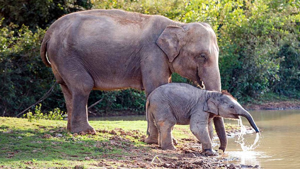 Assam में बिजली गिरने से