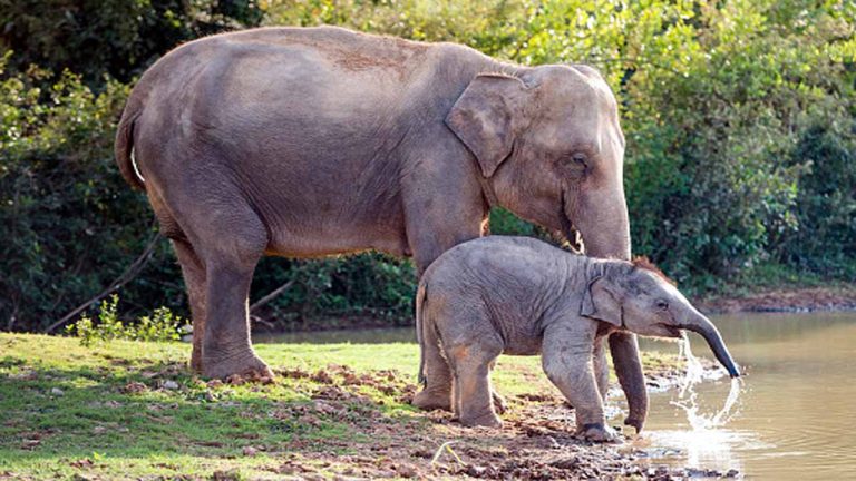 हाथियों पर गिरी आसमानी आफत…Assam में बिजली गिरने से 18 गजराज की मौत!